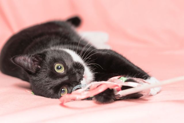 Für die Tonne! Katzenspielzeug im Check